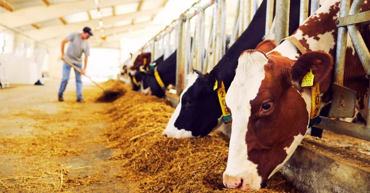 Dairy Farm Worker Jobs in Canada